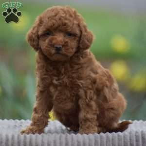Tonya, Toy Poodle Puppy